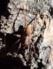 Alopecosa sp.